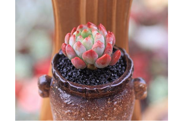 多肉里最好看的品種_多肉里面最好養的是什么_好看品種多肉里面有什么