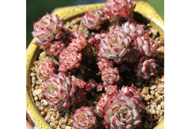 多肉里最好看的品種_多肉里面最好養的是什么_好看品種多肉里面有什么