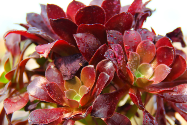 好看品種多肉里面有什么_多肉里面最好養的是什么_多肉里最好看的品種