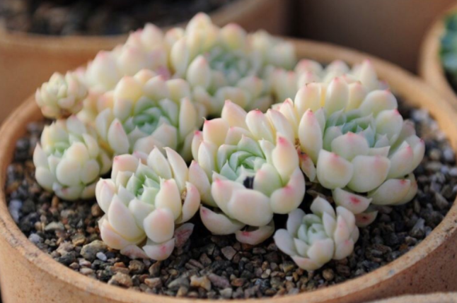 多肉里最好看的品種_好看品種多肉里面有什么_多肉里面最好養的是什么