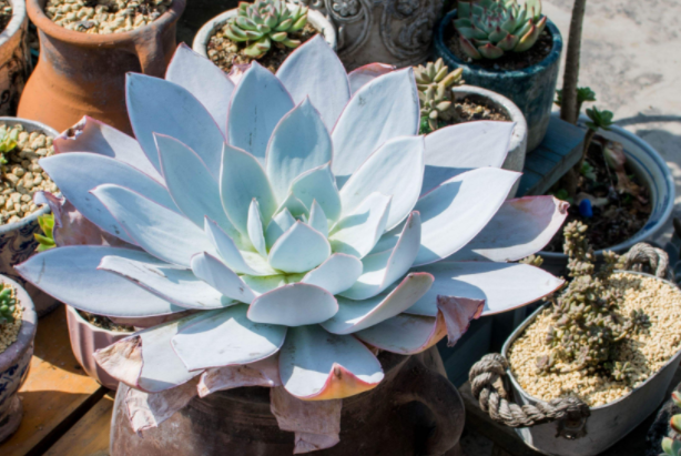 多肉里最好看的品種_多肉里面最好養的是什么_好看品種多肉里面有什么
