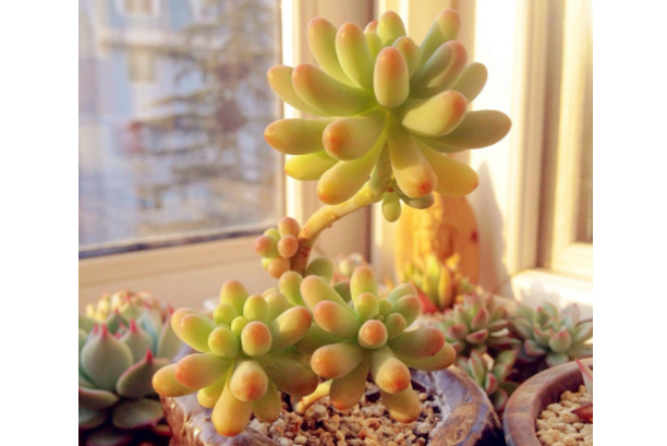 多肉里面最好養的是什么_多肉里最好看的品種_好看品種多肉里面有什么