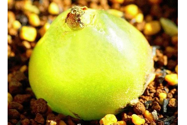 好看品種多肉里面有什么_多肉里最好看的品種_多肉里面最好養的是什么