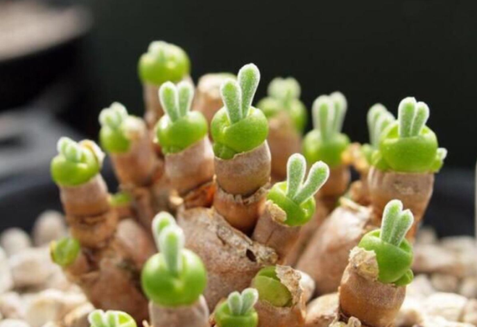 多肉里面最好養的是什么_多肉里最好看的品種_好看品種多肉里面有什么