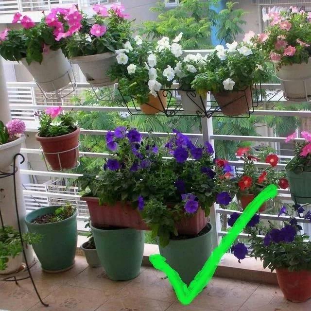 <strong>室內(nèi)養(yǎng)花別亂養(yǎng)!3種花是大忌，這6種花旺財又養(yǎng)人</strong>