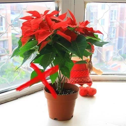 家養盆栽花卉_家庭盆栽花卉推薦_花卉盆栽家庭推薦圖