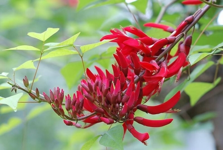 別人生日的時候應(yīng)該送什么鮮花？