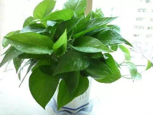 適合在辦公室桌面上養的盆栽綠植！凈化空氣又養眼~