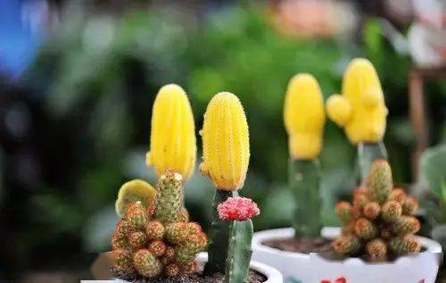 辦公室養綠植適合放什么花_適合在辦公室養的綠植_辦公室養綠植適合什么花