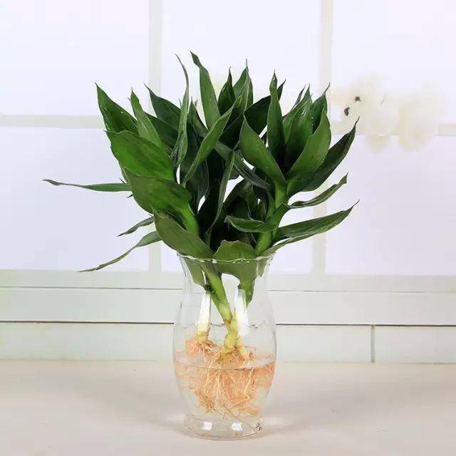 適合在辦公室養的綠植_辦公室養綠植適合放什么花_辦公室養綠植適合什么花