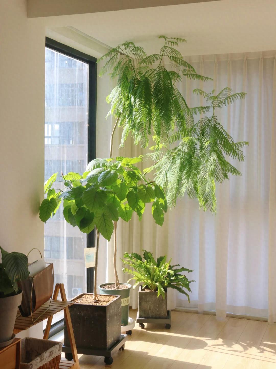 <strong>憑“實力”走紅的10種樹，養在“客廳”真哇塞，難怪網友喜歡</strong>