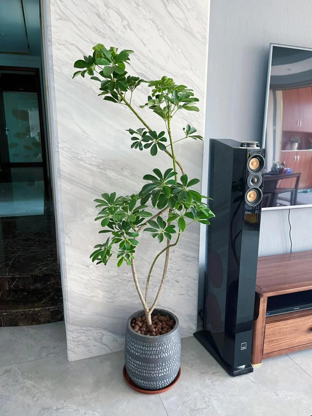 適合在客廳養的綠植有哪些_客廳養綠植適合有什么花_客廳養綠植適合有什么植物