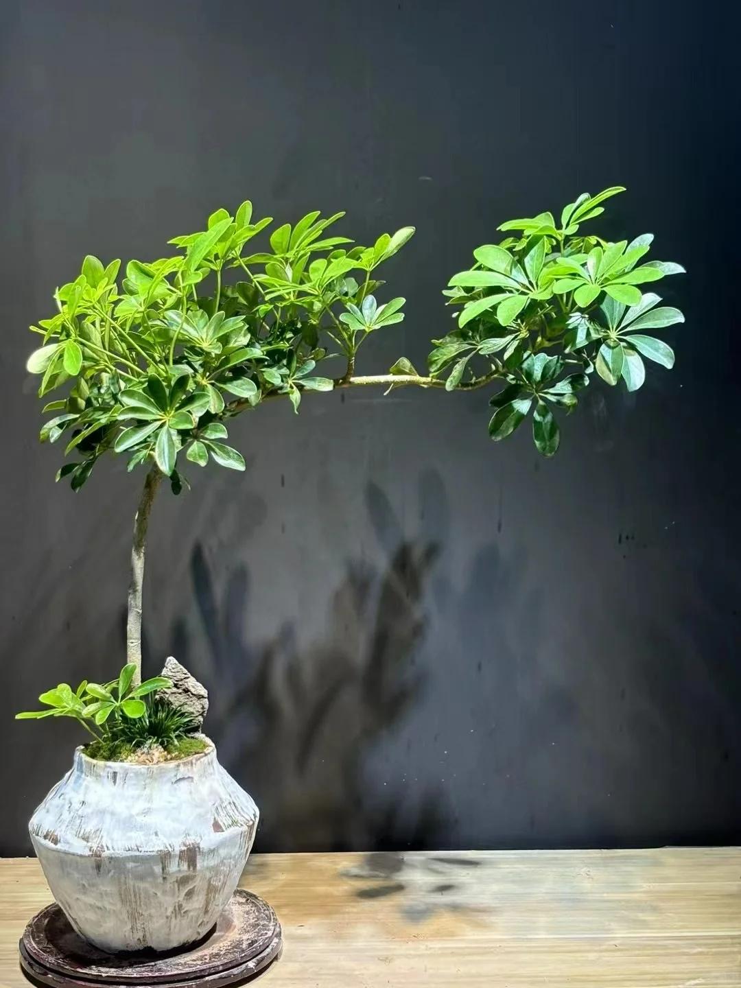 客廳養綠植適合有什么植物_適合在客廳養的綠植有哪些_客廳養綠植適合有什么花