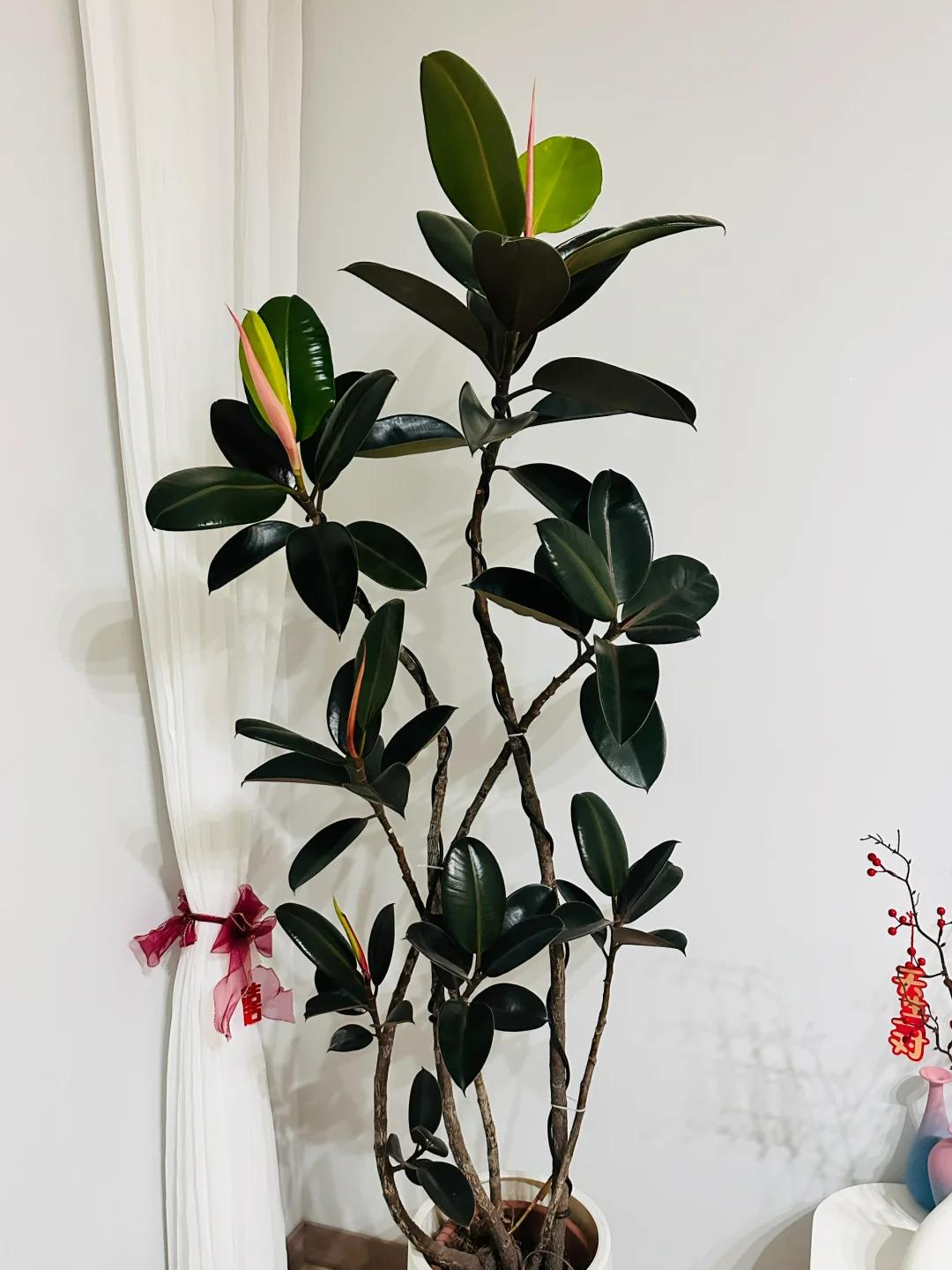 客廳養綠植適合有什么花_適合在客廳養的綠植有哪些_客廳養綠植適合有什么植物