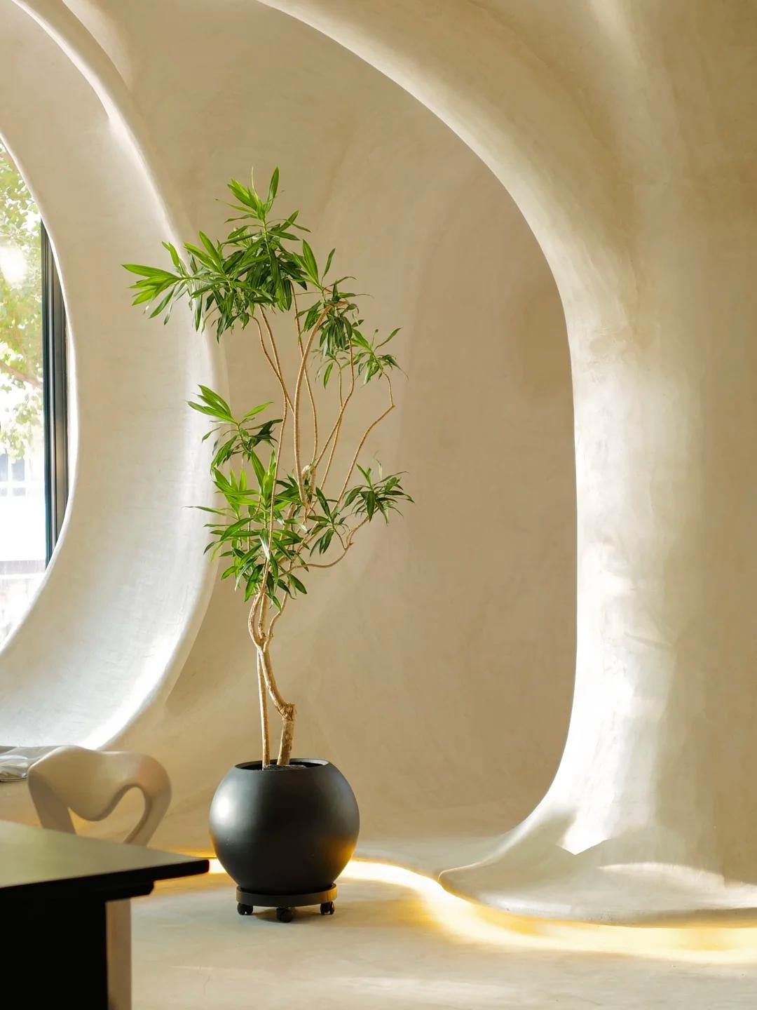 客廳養綠植適合有什么花_適合在客廳養的綠植有哪些_客廳養綠植適合有什么植物