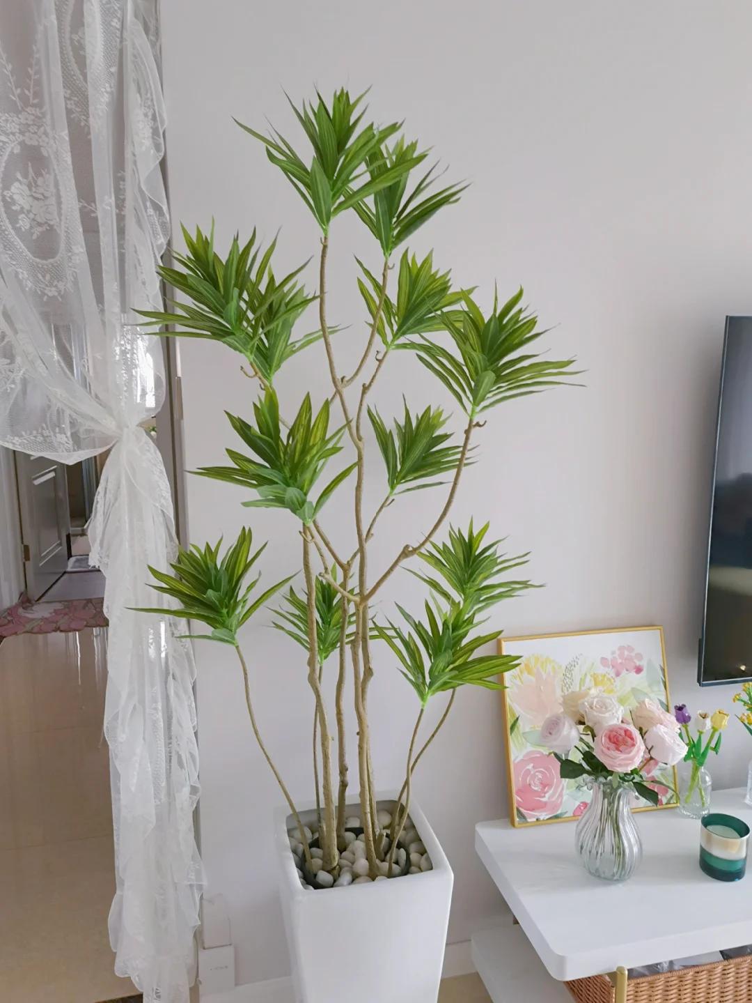 適合在客廳養的綠植有哪些_客廳養綠植適合有什么植物_客廳養綠植適合有什么花