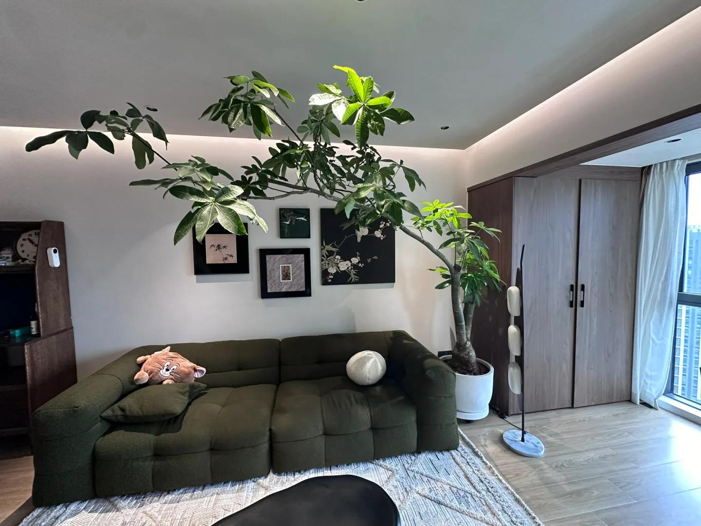 適合在客廳養的綠植有哪些_客廳養綠植適合有什么植物_客廳養綠植適合有什么花