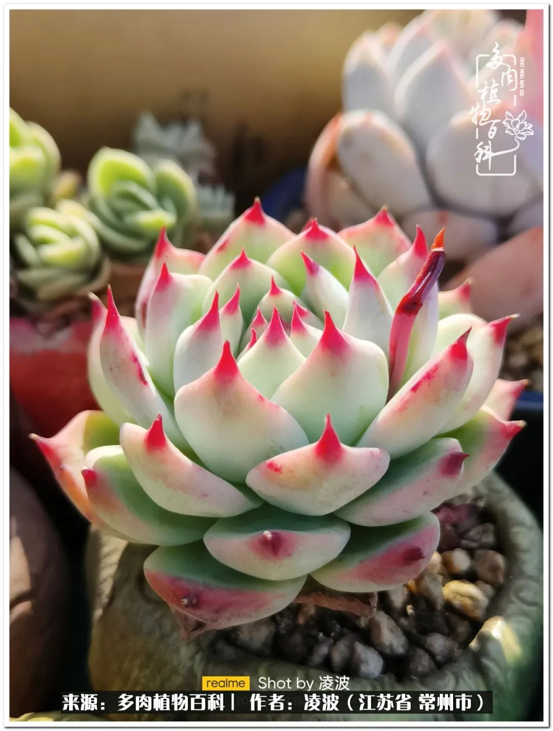 <strong>包郵區多肉的美好春色，愿我們在這個深坑里永遠快樂</strong>