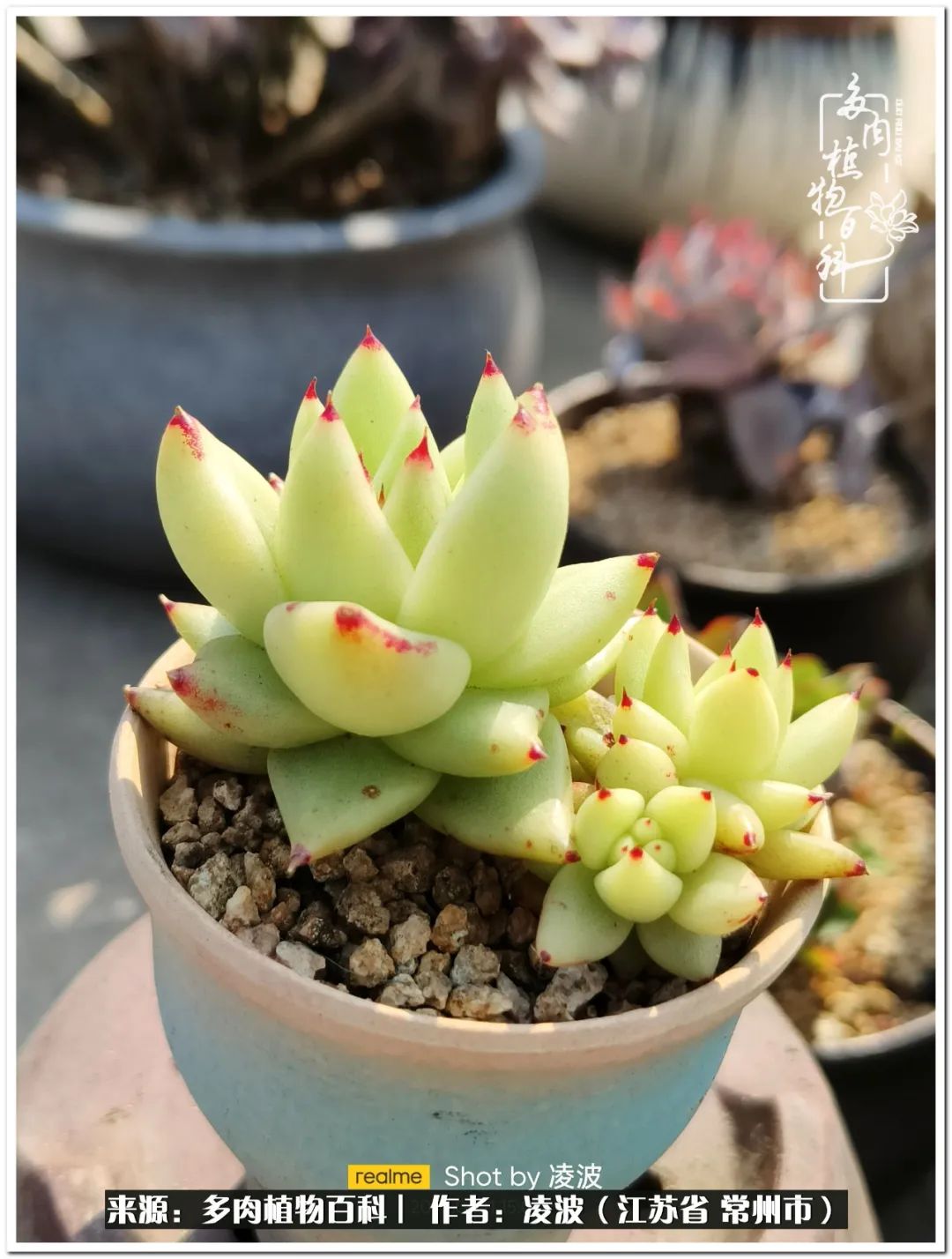 天鵝絨多肉好度夏嗎_多肉天鵝絨好度夏嗎_多肉天鵝絨度夏難嗎