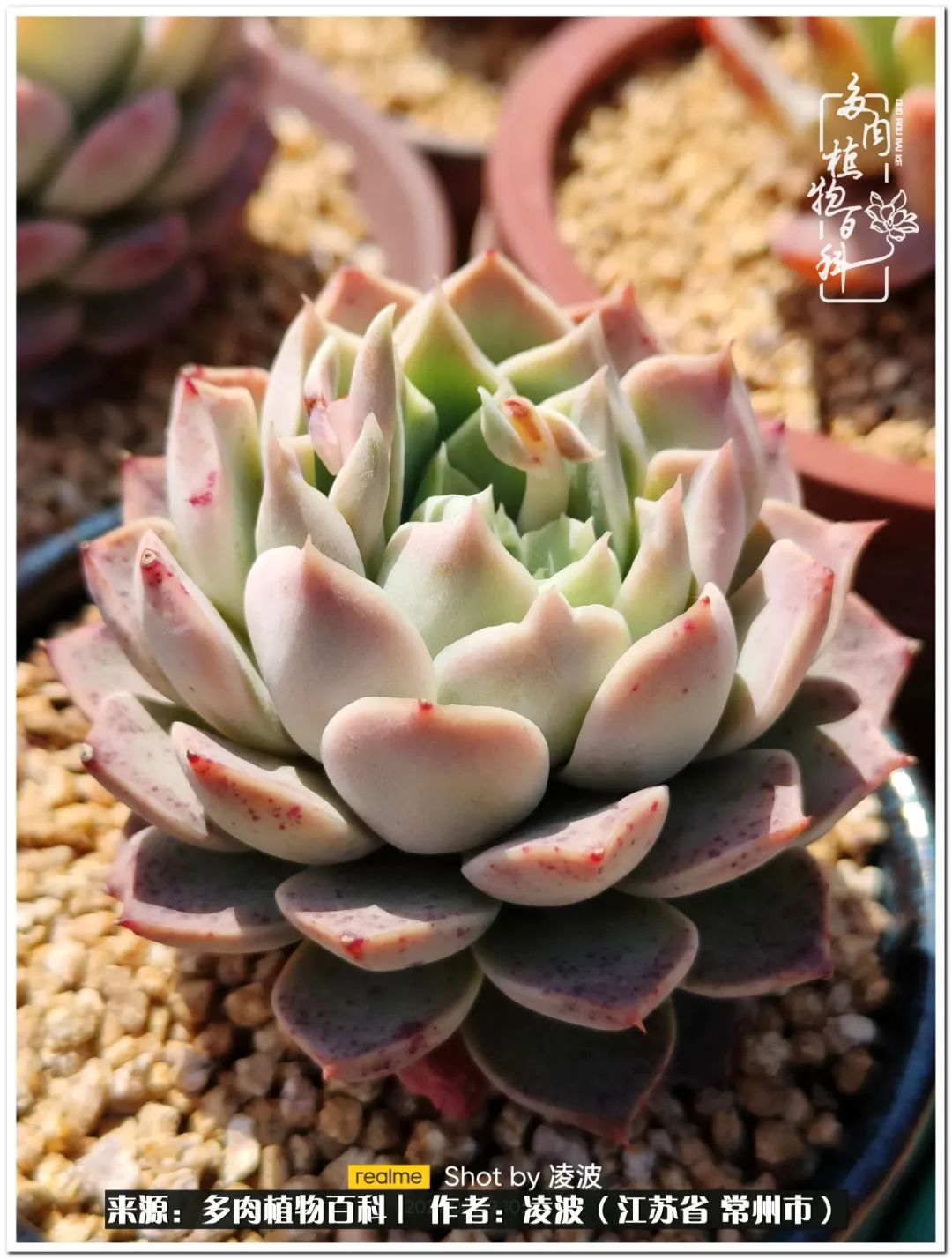 多肉天鵝絨好度夏嗎_天鵝絨多肉好度夏嗎_多肉天鵝絨度夏難嗎