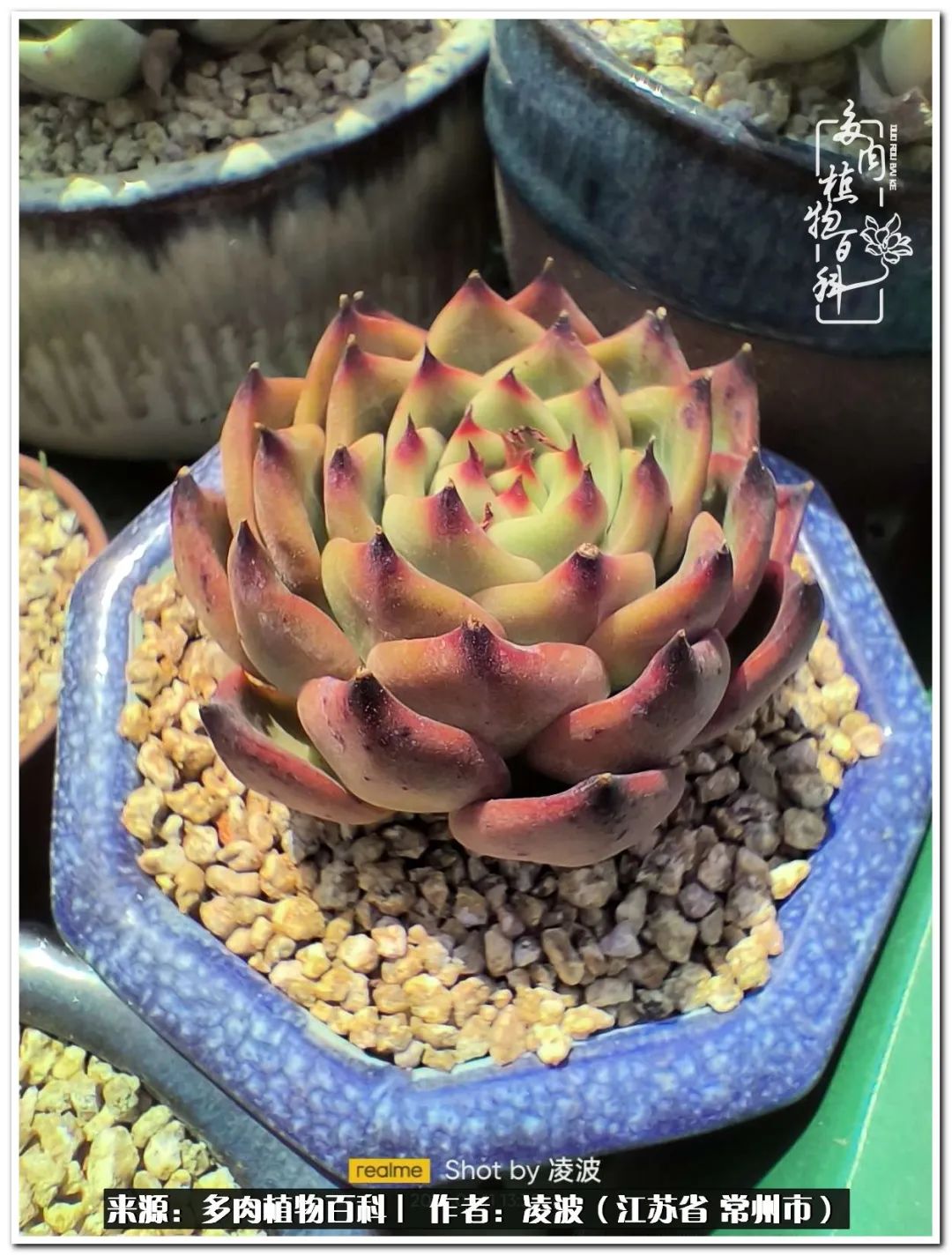 天鵝絨多肉好度夏嗎_多肉天鵝絨好度夏嗎_多肉天鵝絨度夏難嗎