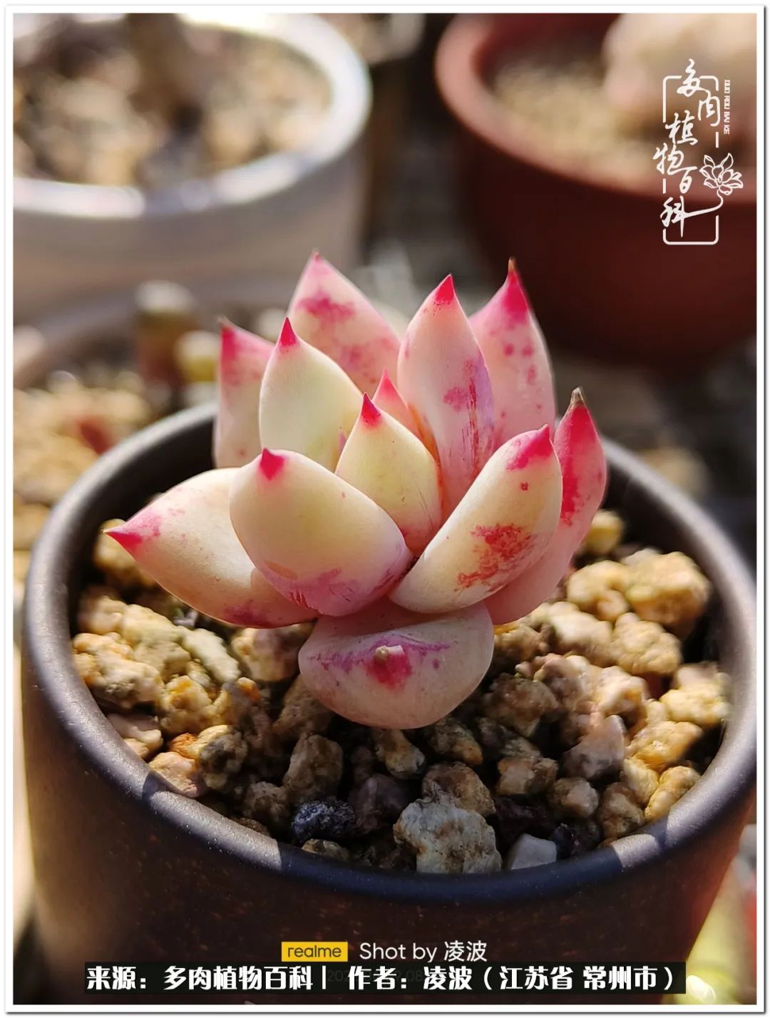 天鵝絨多肉好度夏嗎_多肉天鵝絨好度夏嗎_多肉天鵝絨度夏難嗎