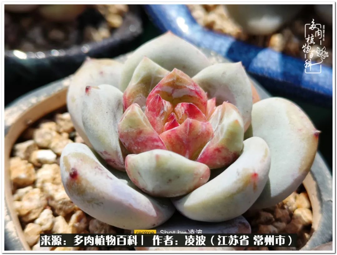 天鵝絨多肉好度夏嗎_多肉天鵝絨好度夏嗎_多肉天鵝絨度夏難嗎