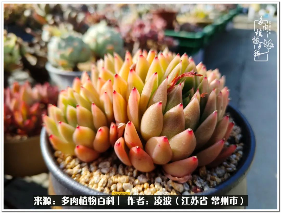 天鵝絨多肉好度夏嗎_多肉天鵝絨好度夏嗎_多肉天鵝絨度夏難嗎