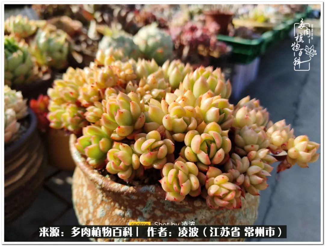 多肉天鵝絨好度夏嗎_多肉天鵝絨度夏難嗎_天鵝絨多肉好度夏嗎