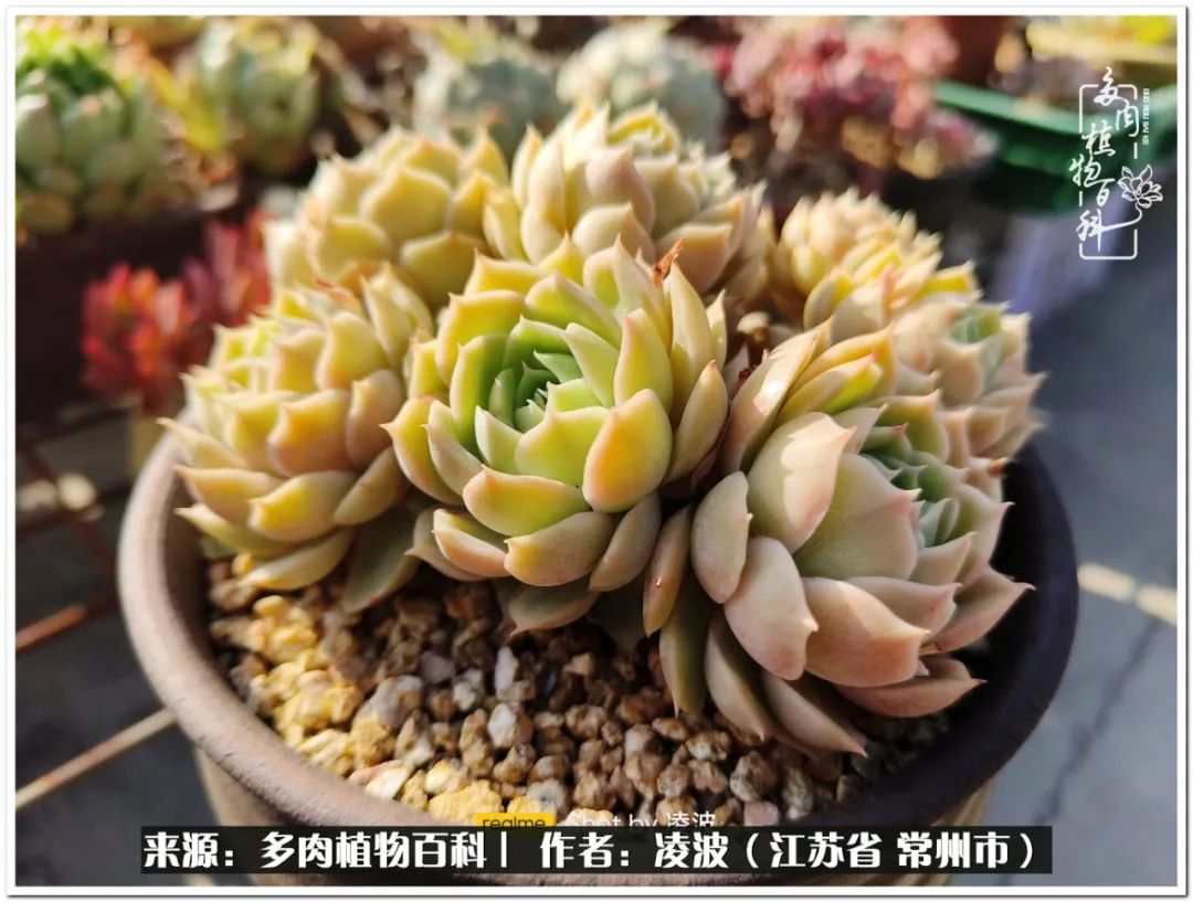 多肉天鵝絨度夏難嗎_天鵝絨多肉好度夏嗎_多肉天鵝絨好度夏嗎