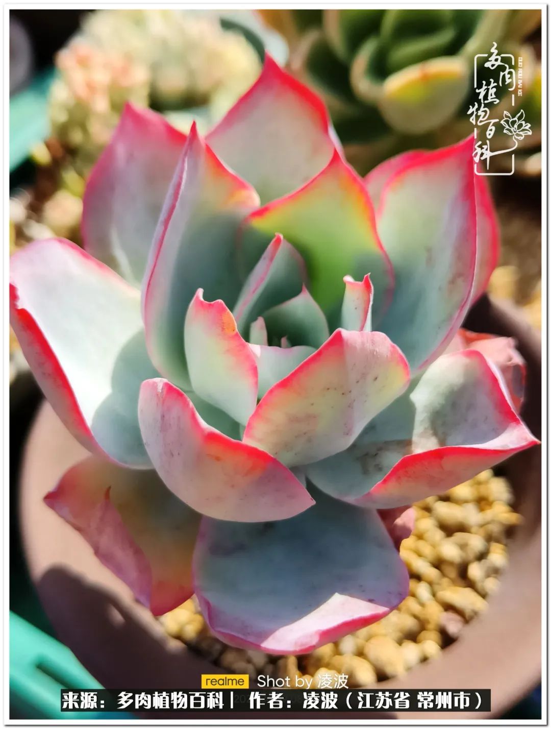 天鵝絨多肉好度夏嗎_多肉天鵝絨度夏難嗎_多肉天鵝絨好度夏嗎