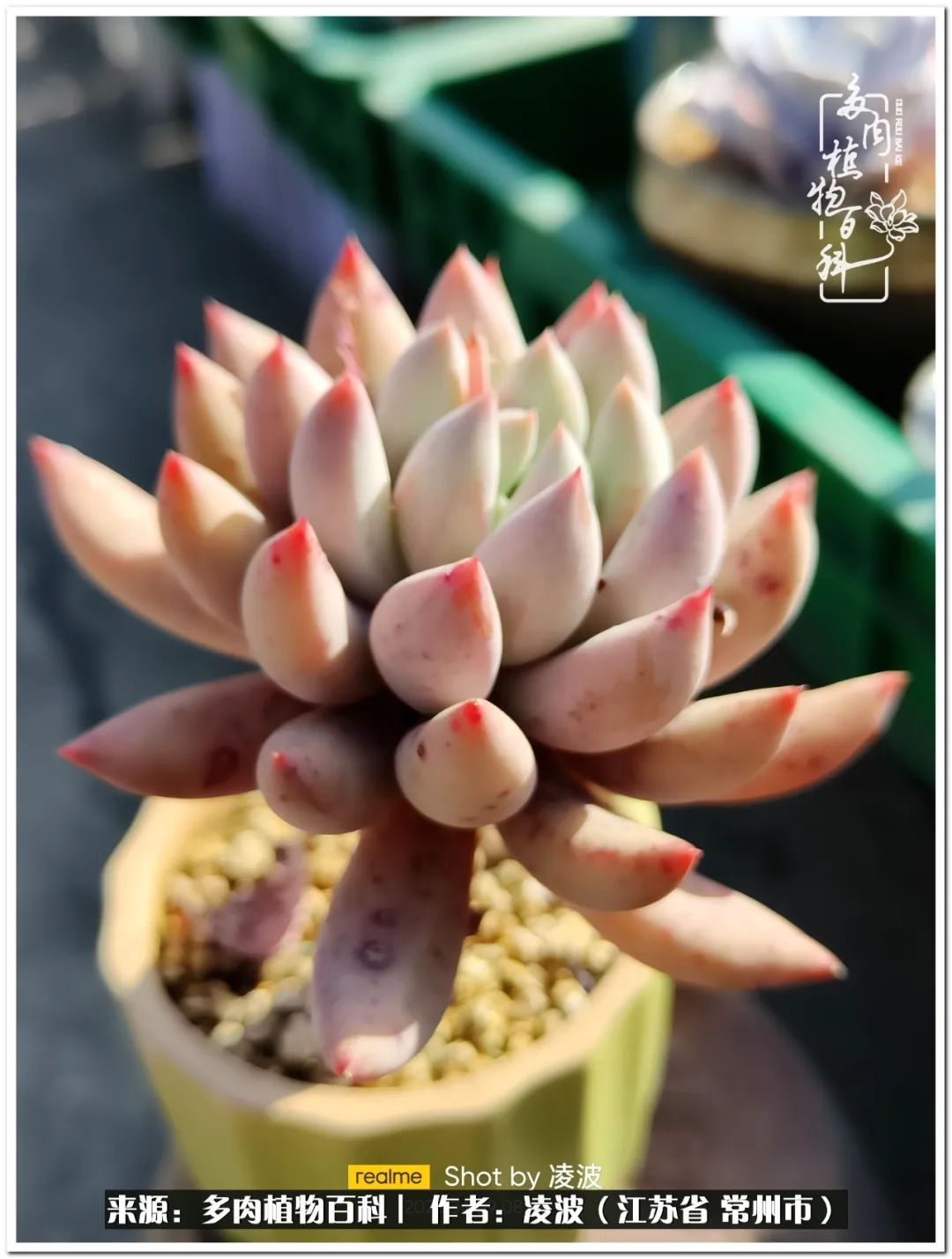 天鵝絨多肉好度夏嗎_多肉天鵝絨度夏難嗎_多肉天鵝絨好度夏嗎