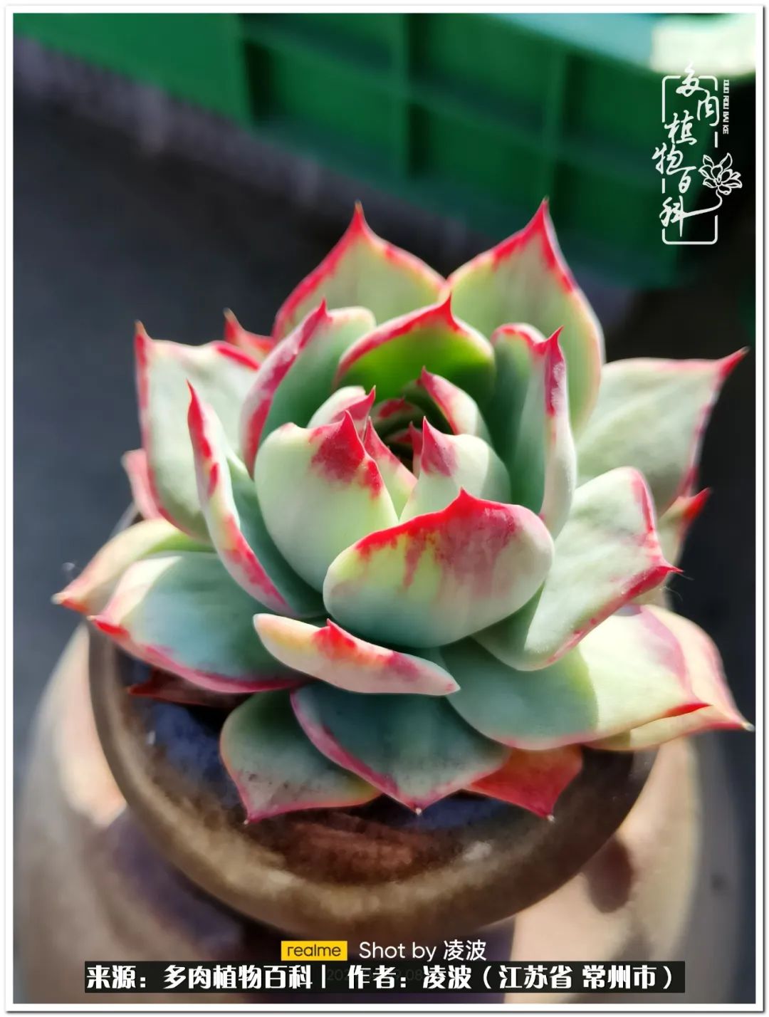 多肉天鵝絨度夏難嗎_天鵝絨多肉好度夏嗎_多肉天鵝絨好度夏嗎