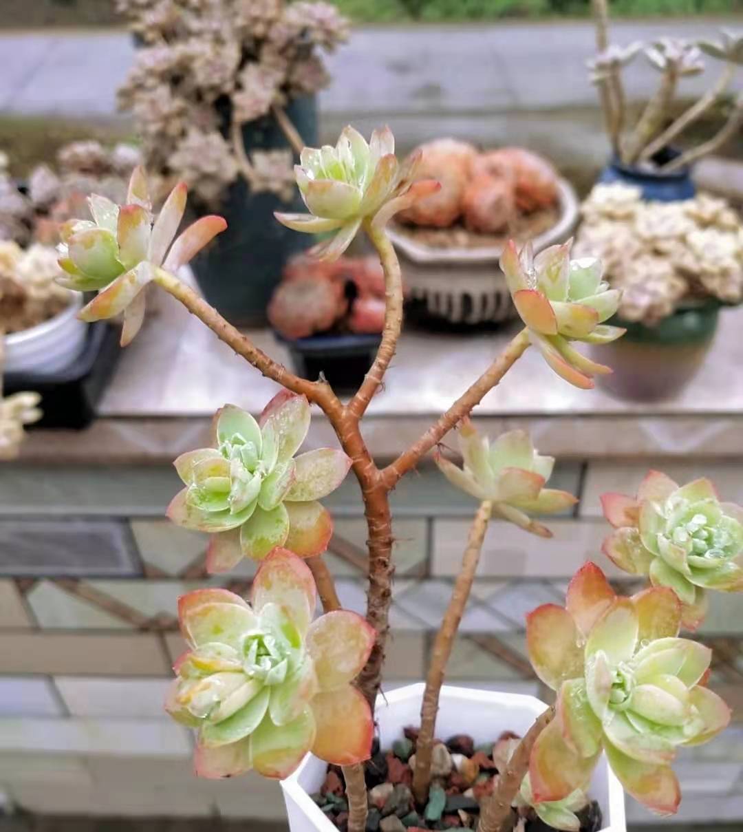 薄化妝多肉用什么盆_薄化妝多肉葉子發黃是什么情況_圓葉薄化妝多肉好養嗎