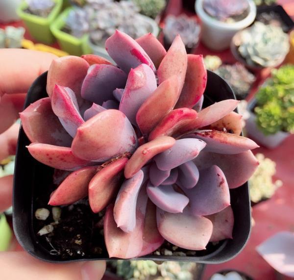 <strong>夏季防止多肉植物曬傷有方法，稍微遮陽，葉片變色長美！</strong>