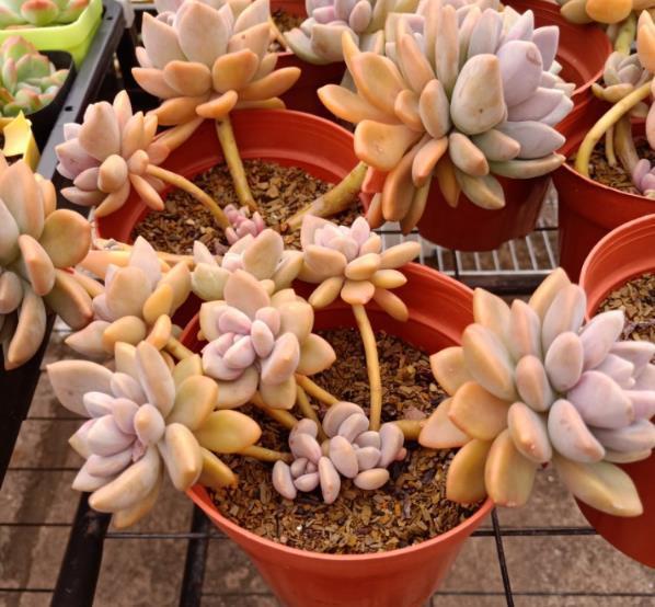 多肉曬傷了可以恢復(fù)嗎_曬傷恢復(fù)多肉可以澆水嗎_曬傷的多肉可以澆水嗎