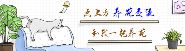 6種耐半陰的室內開花植物，在窗臺上養著就能正常生長開花