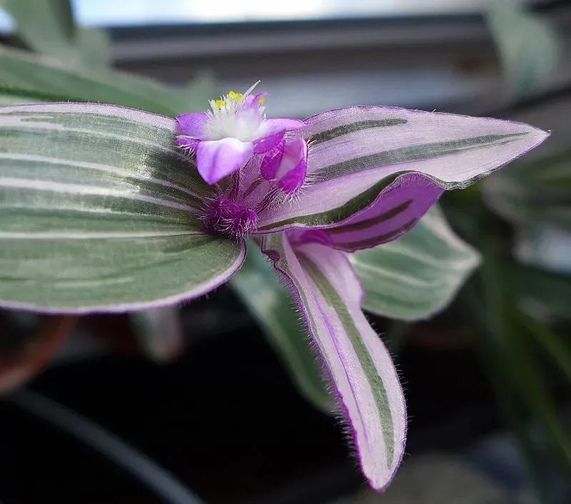 陰養花卉_半陰花卉有哪些_陰的花卉