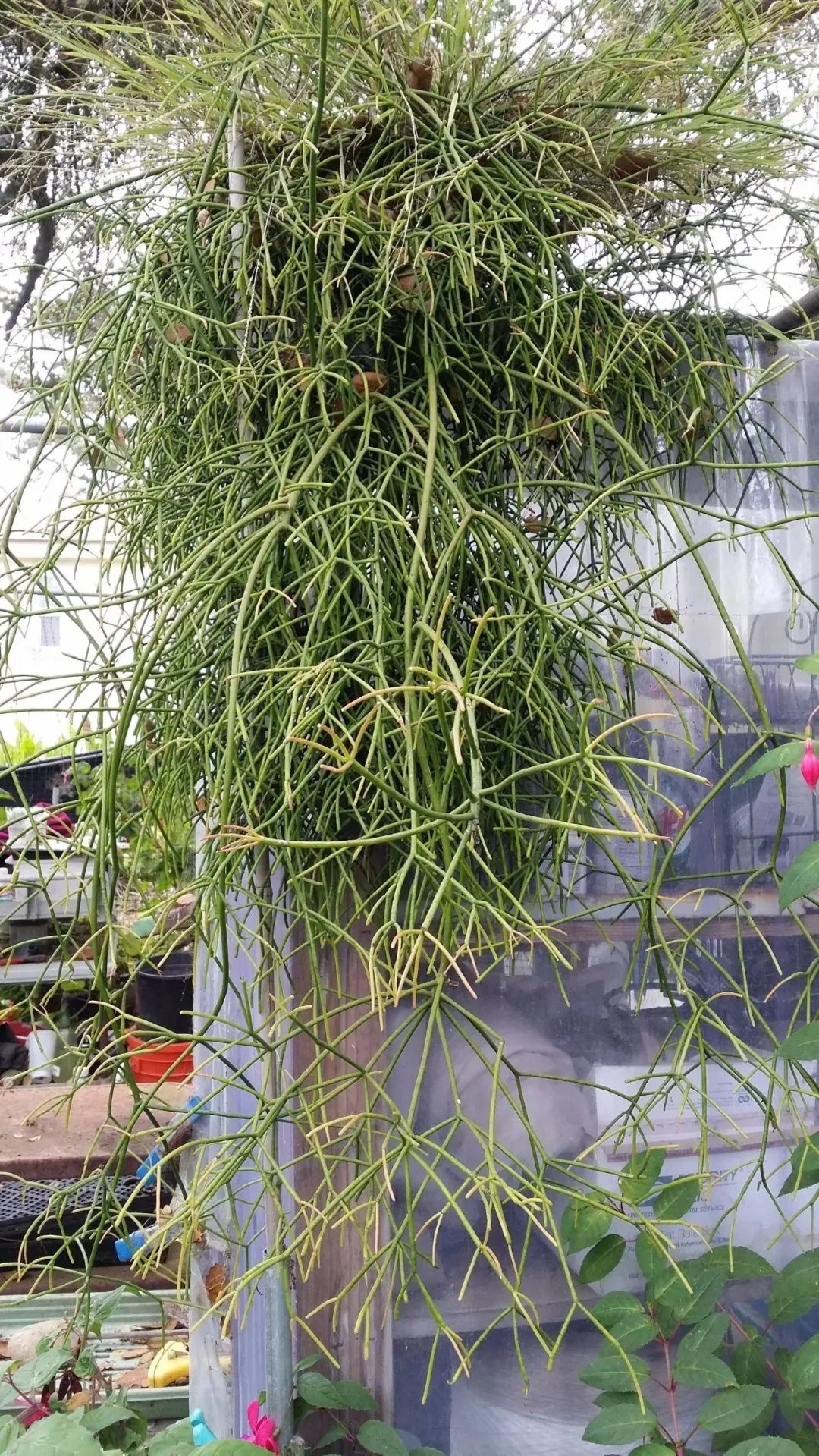 陰養花卉_半陰花卉有哪些_陰的花卉