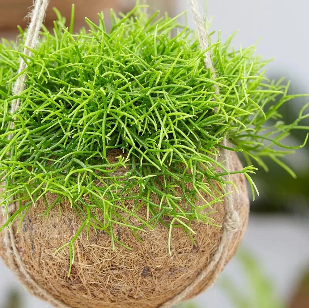 陰的花卉_陰養花卉_半陰花卉有哪些