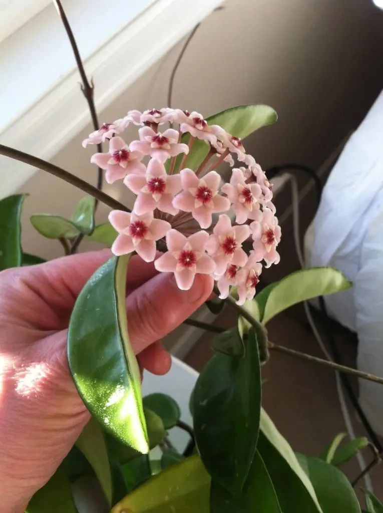 半陰花卉有哪些_陰養花卉_陰的花卉