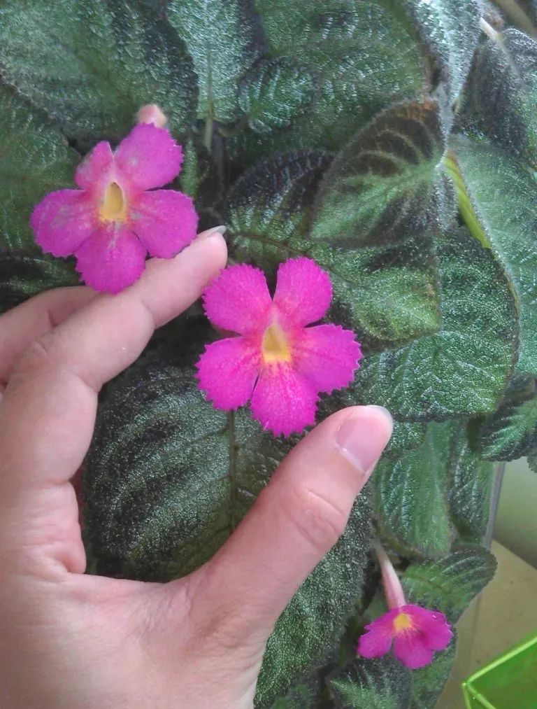 陰養花卉_陰的花卉_半陰花卉有哪些