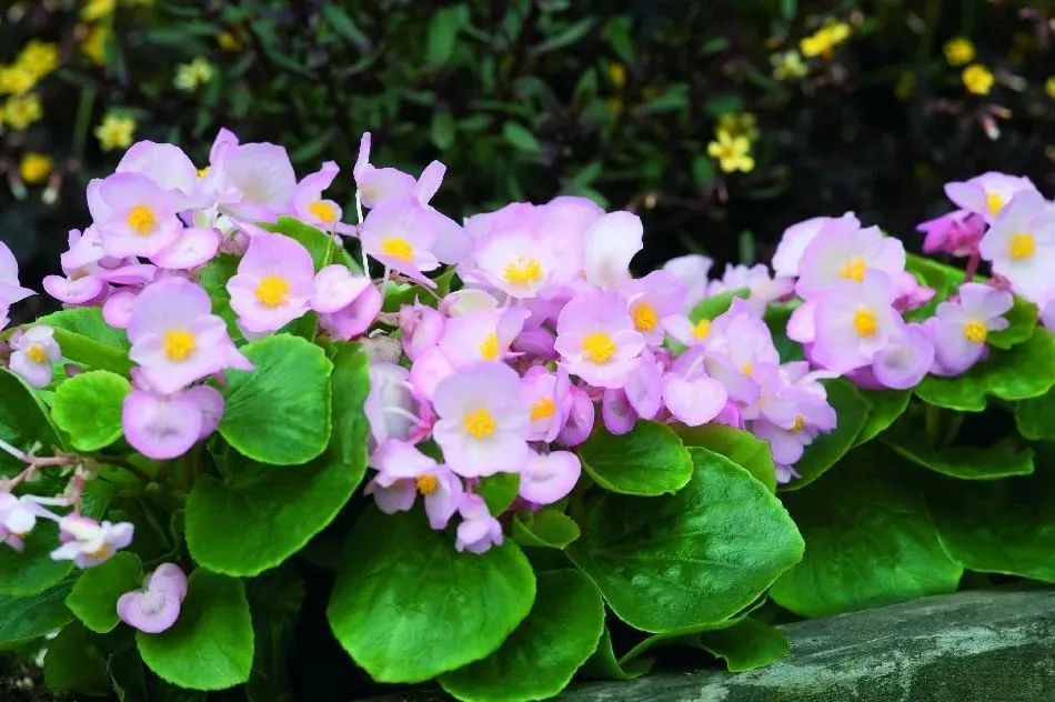 半陰花卉有哪些_陰養花卉_陰的花卉