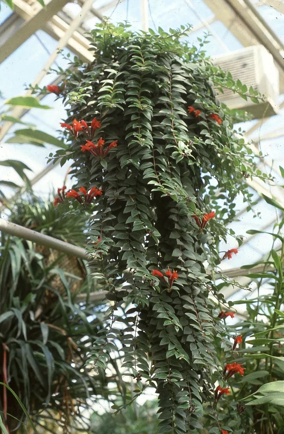 陰養花卉_陰的花卉_半陰花卉有哪些
