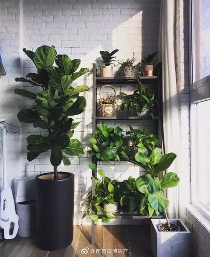 什么植物適合陽臺養而且好活；陽臺放什么綠植最好