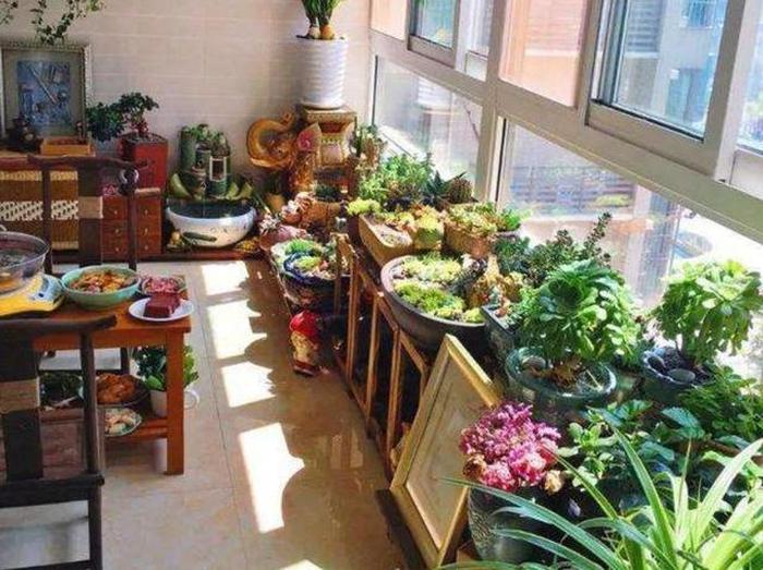 陽臺養植物好嗎_陽臺養植物好不好_最好養的陽臺植物