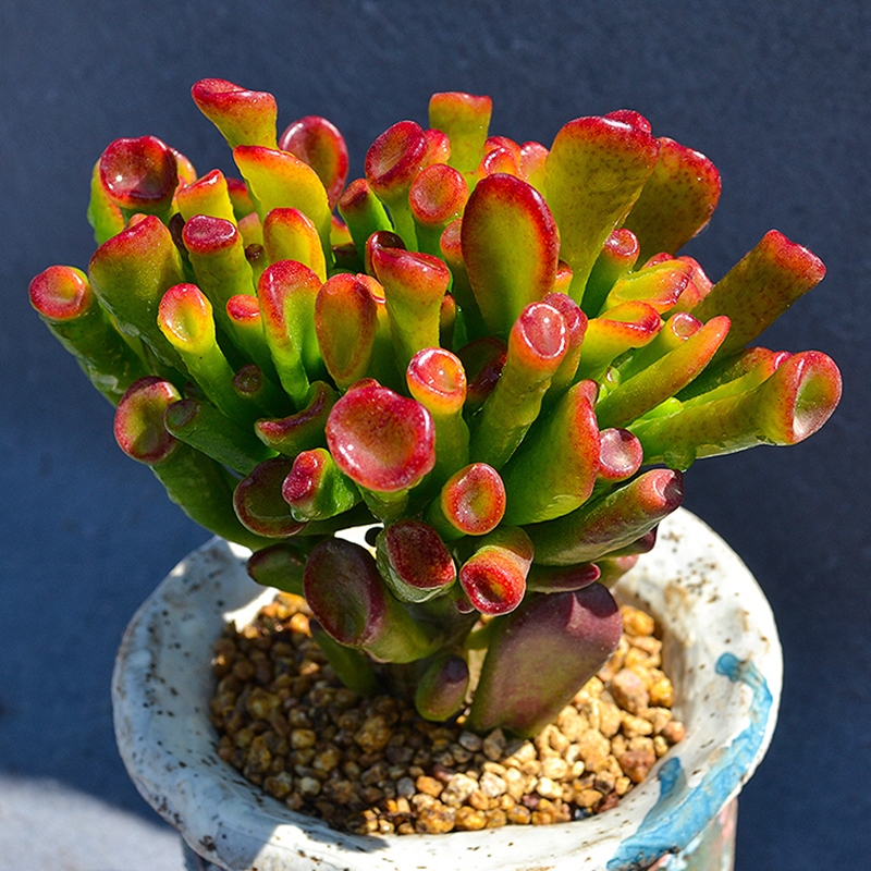 5種大氣又吉祥的盆栽年花，好看又好養，關鍵是寓意深遠