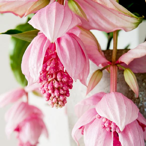 盆栽客廳擺放_客廳好養(yǎng)的大盆植物_大盆植物客廳