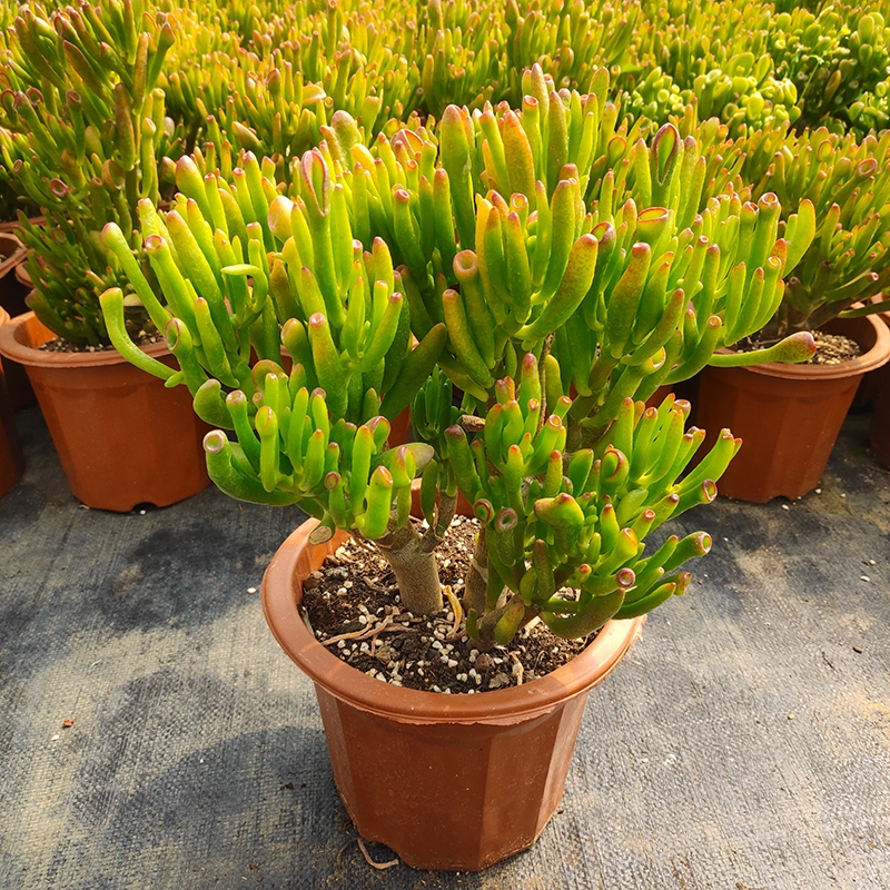 盆栽客廳擺放_大盆植物客廳_客廳好養(yǎng)的大盆植物