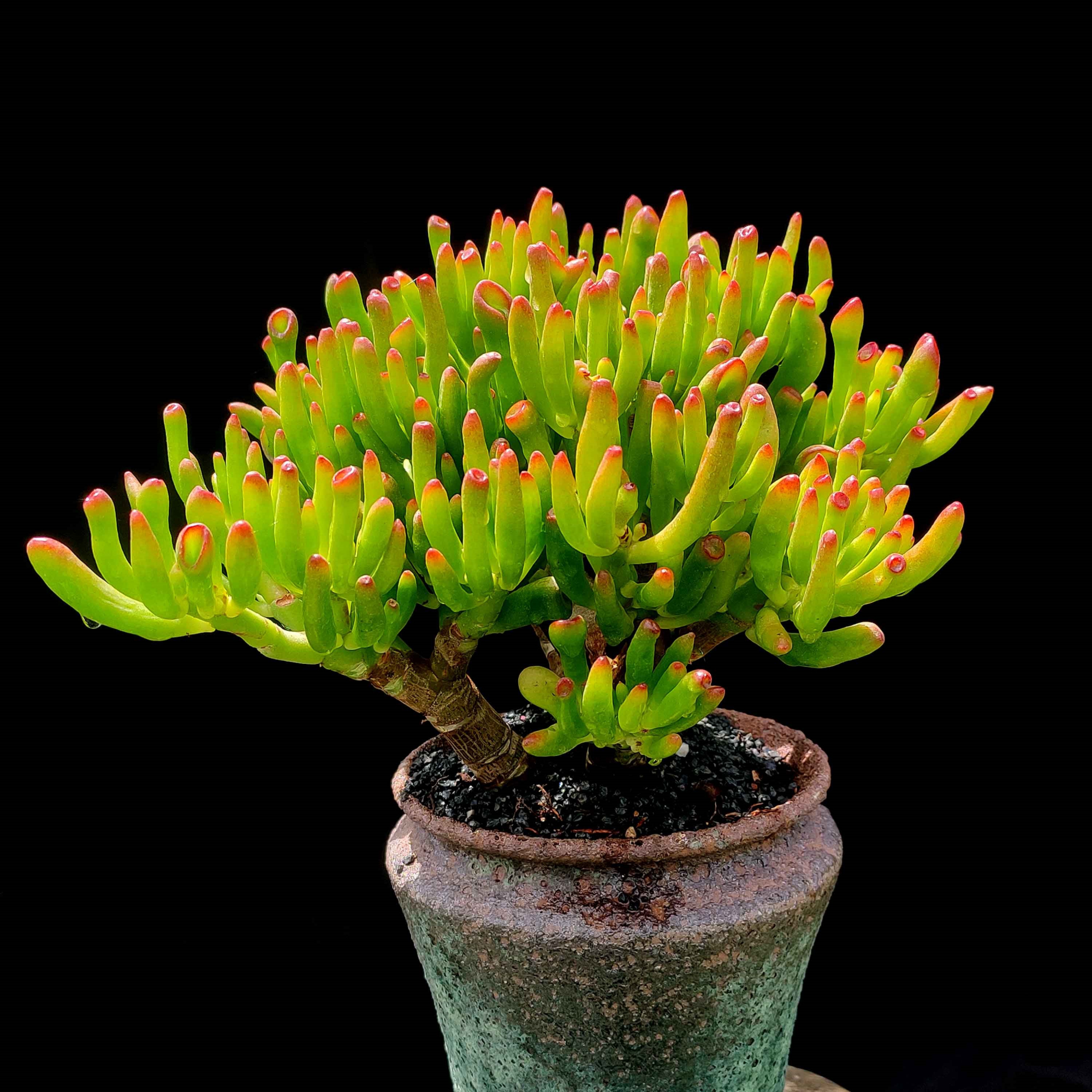 盆栽客廳擺放_客廳好養(yǎng)的大盆植物_大盆植物客廳